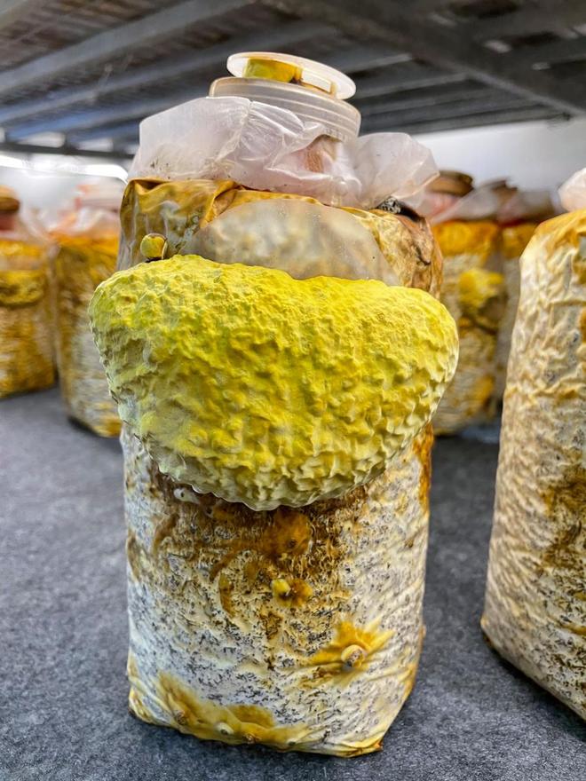 上海市农科院：跳出农业“融合”出新为“美好生活”保驾护航